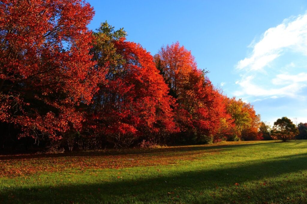 landscape-tree-nature-grass-plant-sky-1365177-pxhere.com