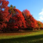 landscape-tree-nature-grass-plant-sky-1365177-pxhere.com