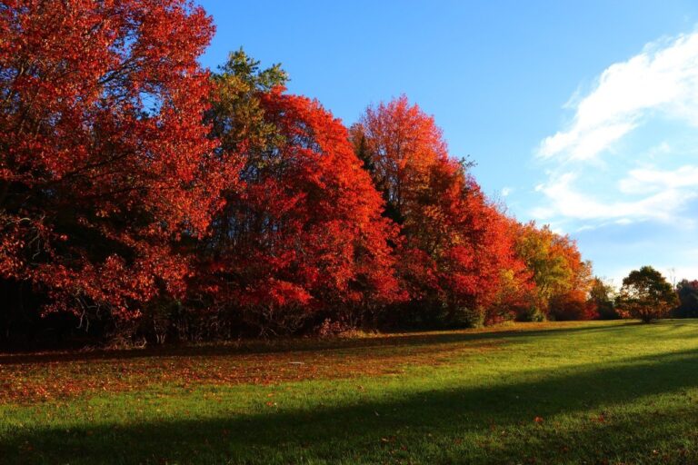 landscape-tree-nature-grass-plant-sky-1365177-pxhere.com