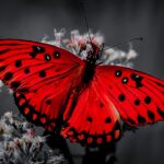 red-butterfly-pollinator-plant-insect-flower-1663262-pxhere.com