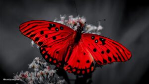 red-butterfly-pollinator-plant-insect-flower-1663262-pxhere.com