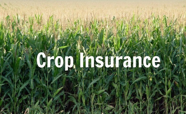 Crop Insurance in Agriculture: Mitigating Farming Risks